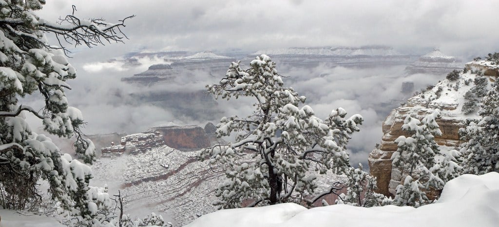 snow covering trees and rocks in grand canyon