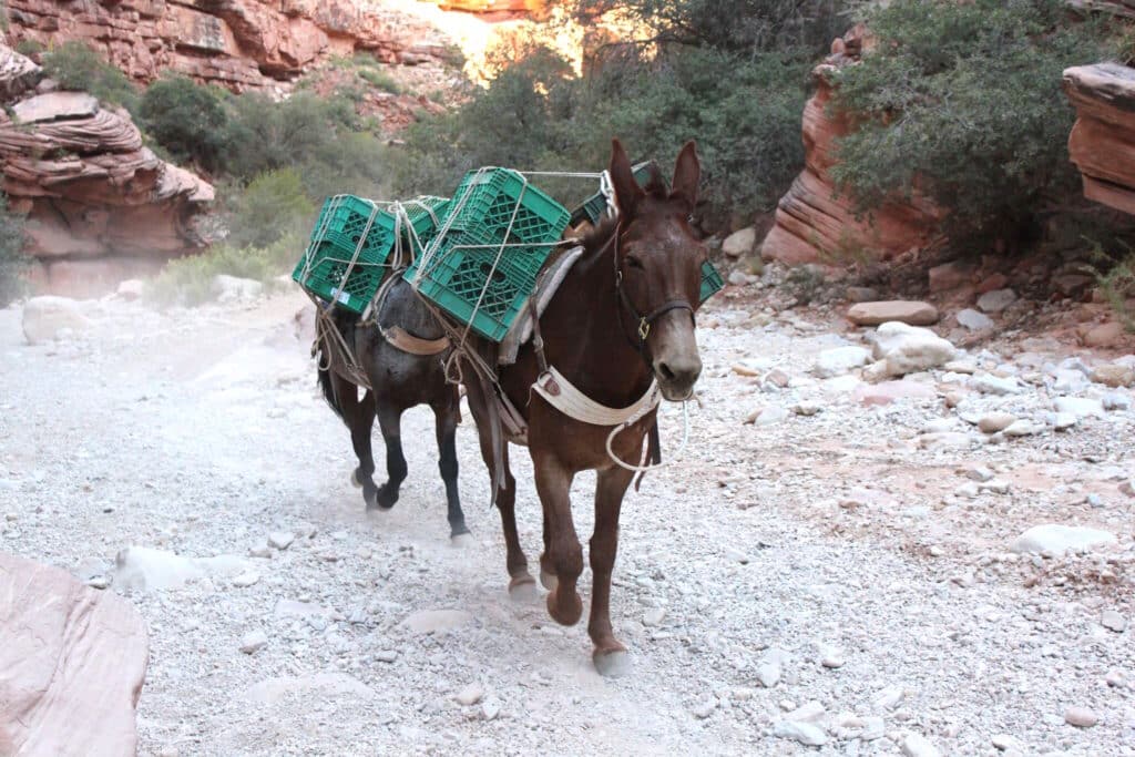 mules packing green crates up a trail