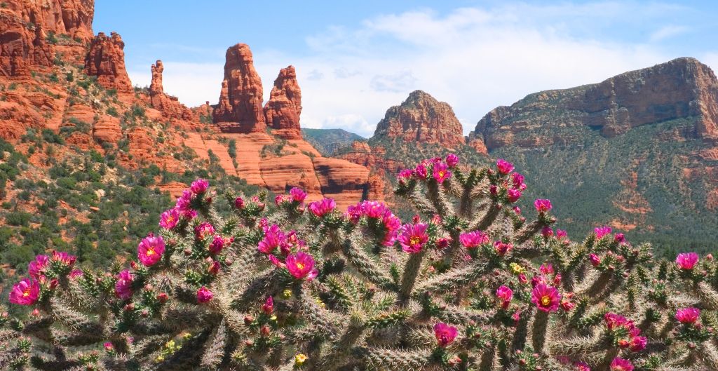 pink flowers bloom on cactus in sedona